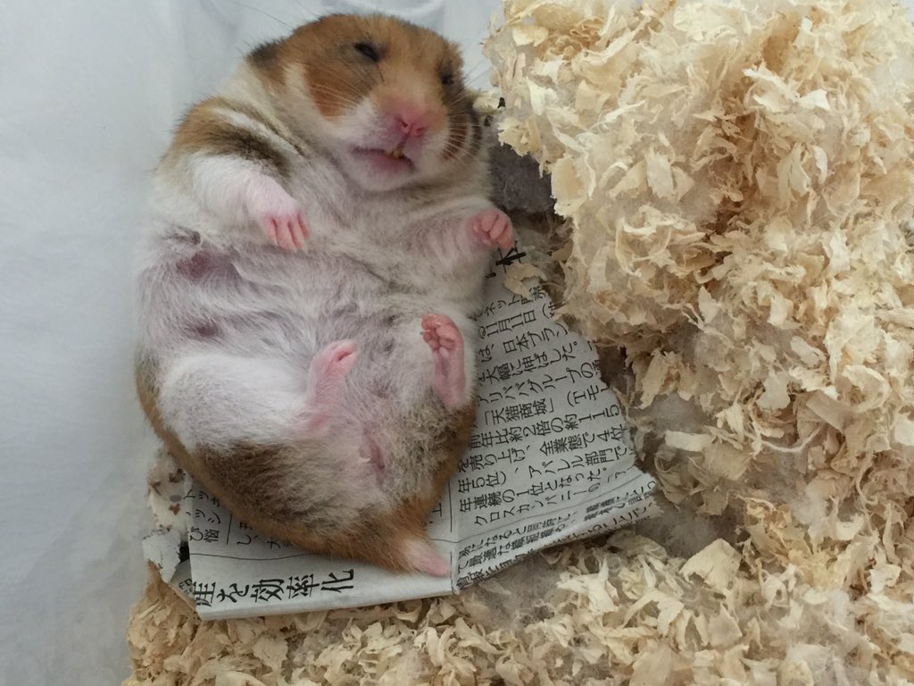 さとうもちまる 寝相の悪いもちまる ハムスター Hamster ゴルハム ゴールデンハムスター もちまる T Co 9wzgl4yo3p Twitter