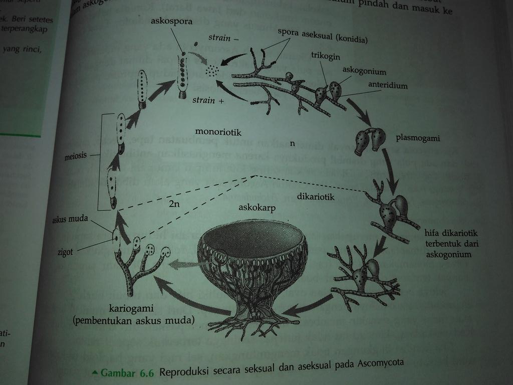 VIRA◄► (@viraruswitadarm) on Twitter photo 