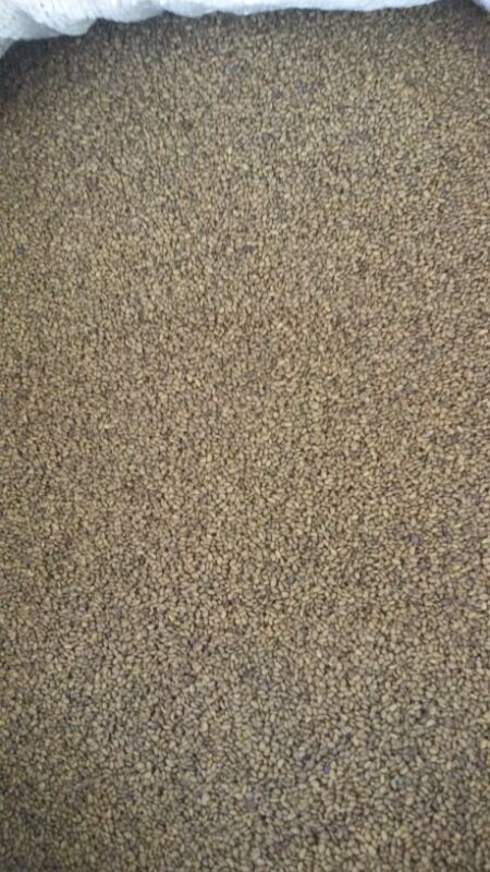 seeds_alfaalfa (@seeds_alfalfa) on Twitter photo 