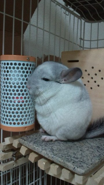 らるふ チンチラはこういう生き物です なお 我が家のチンチラは尻尾を振って飼い主に求愛したり自慰をする淫獣の模様 T Co Si1wkyotbk