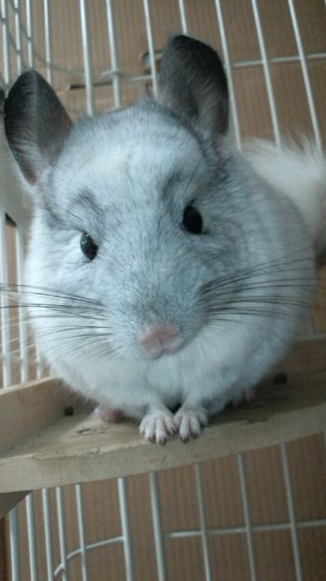 らるふ チンチラはこういう生き物です なお 我が家のチンチラは尻尾を振って飼い主に求愛したり自慰をする淫獣の模様 T Co Si1wkyotbk