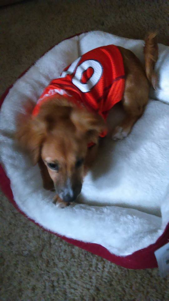 wiccalove's tweet photo. #wearebroncos 
Jayde on Bronco Day! https://t.co/sk77e1eiI9