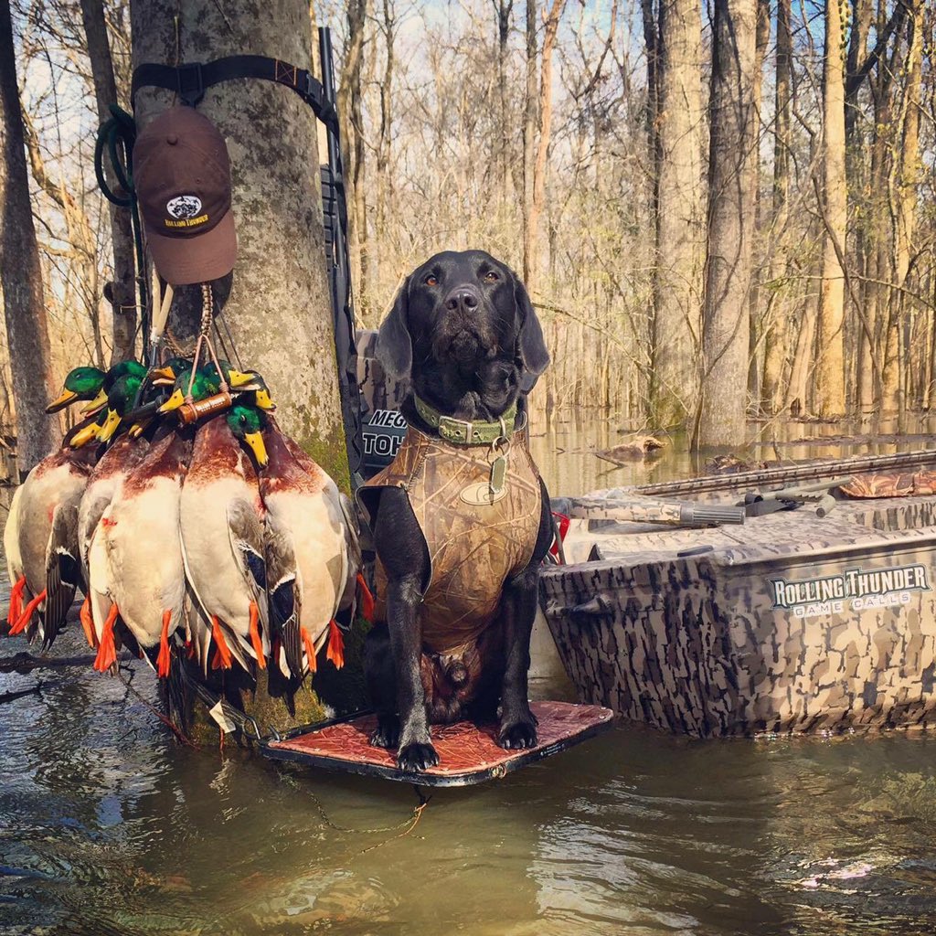 Happy Mallard Monday!!! <a href="/EternityOutdoor/">Eternity Outdoors</a> <a href="/drakewaterfowl/">Drake Waterfowl</a> <a href="/MossyOak/">Mossy Oak</a>