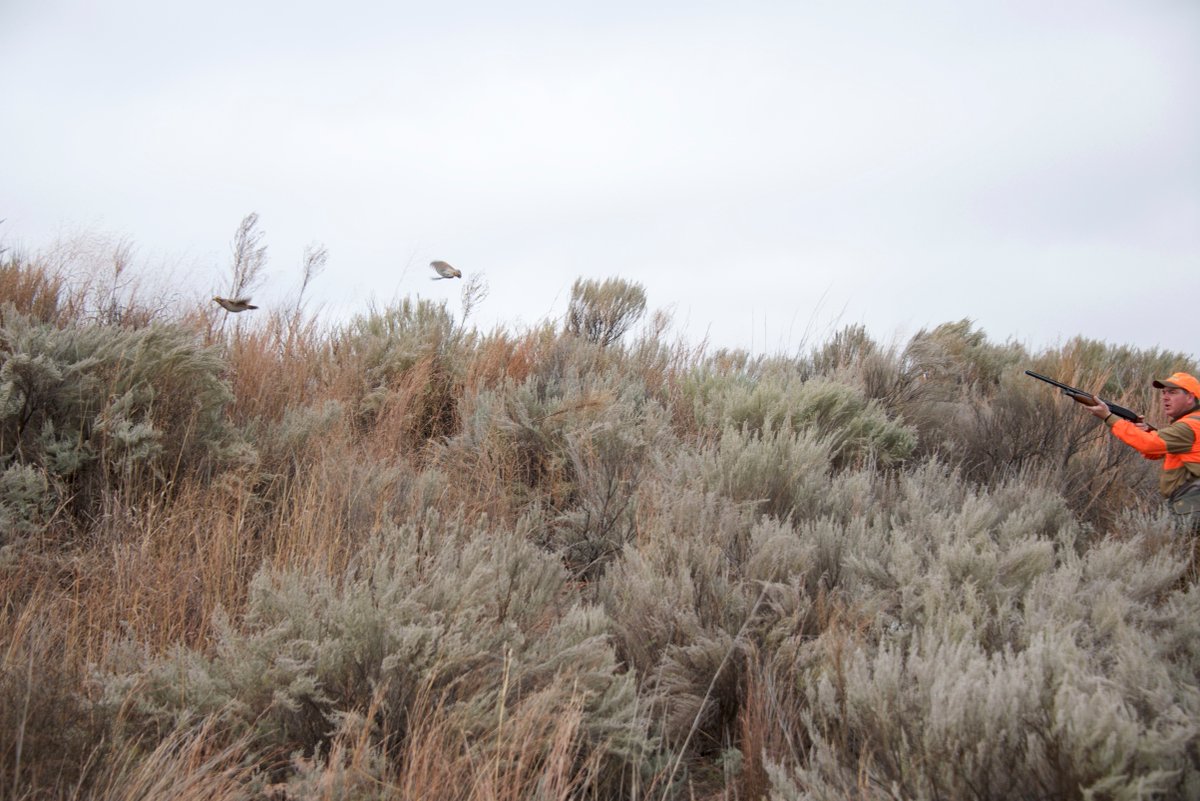 Excellent #quail #hunting -15 covey days - continues in western #Oklahoma. Via <a href="/EDGODFREY/">Ed Godfrey</a> bit.ly/1OdLflW