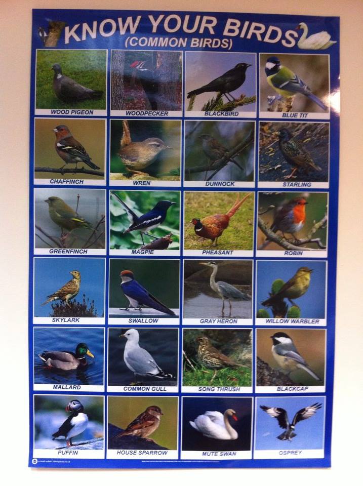 appliedecology's tweet photo. Not the finest example of bird identification... Spotted the errors? #knowyourbirds https://t.co/J5OAibdIJe