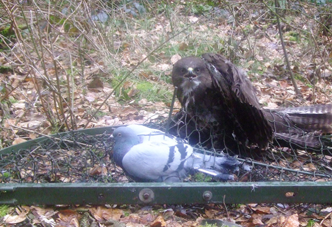 NABU_de's tweet photo. Erschreckend: Bundesweit 51 dokumentierte Fälle von Greifvogel-Verfolgung in nur 14 Monaten! https://t.co/5pUOSRInu9 https://t.co/ZLyiAmzSrJ