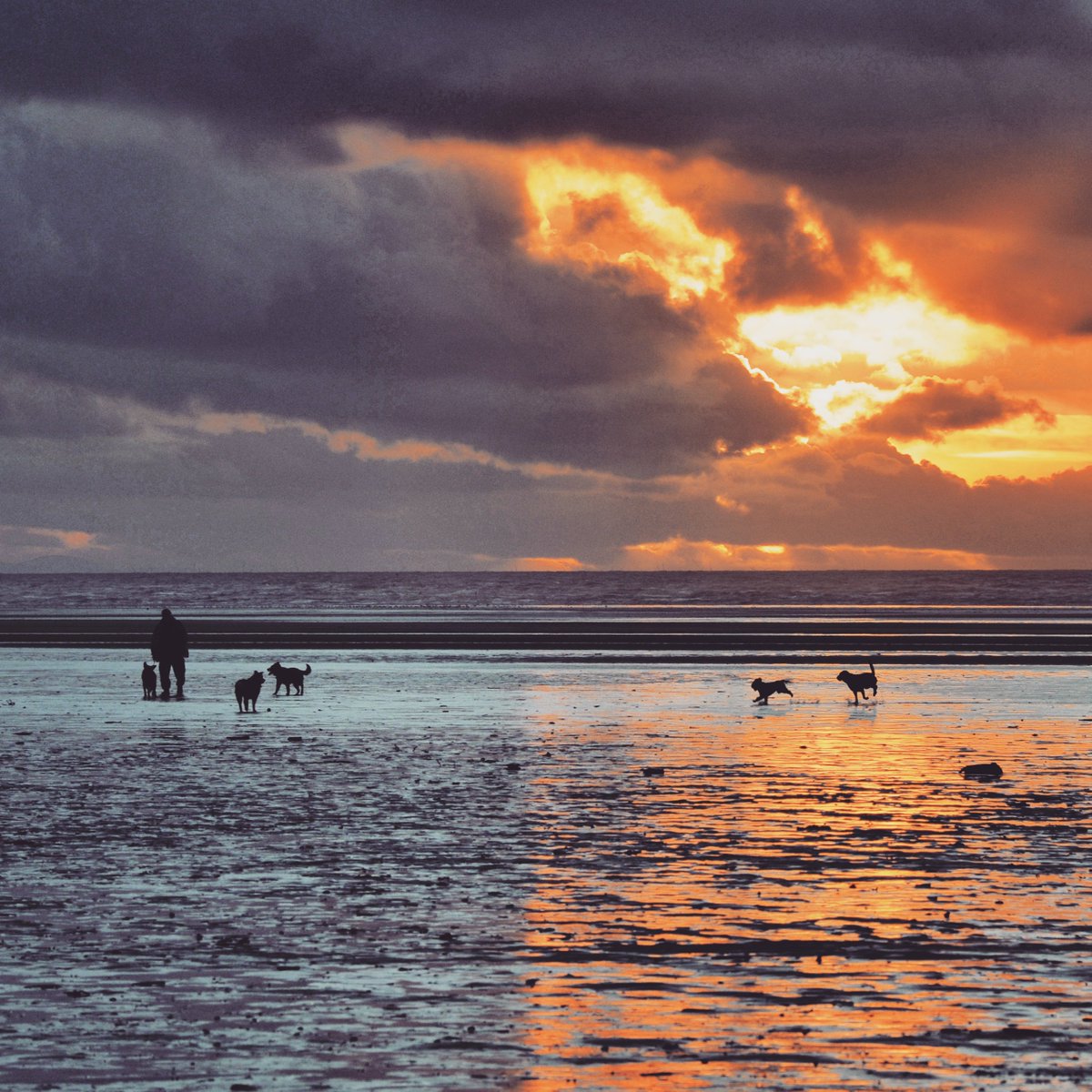 donnalclifford's tweet image. Winter Sunset #splitimage #twopicturesoneimage #sunset #dogs #beach #nature #stannes