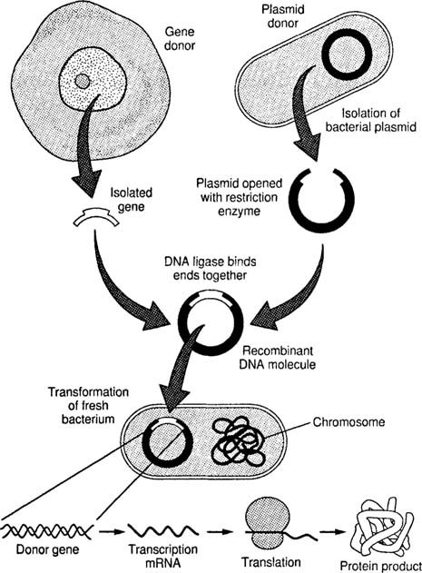 raulscience's tweet photo. Any slight mistake while recombining DNA can be lethal!!! so much fun... #TrollingBio https://t.co/T6d6QFjlcw