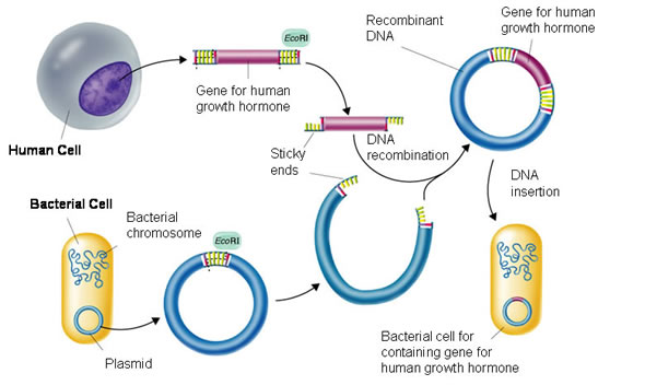 arloclarkson's tweet photo. Recombinant DNA can cure cancer!! #trollingbio https://t.co/C6WHQ0zZ1A