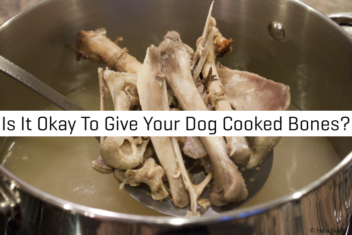 AlleghenyVet's tweet image. Cooked bones are unsafe for Dogs. They splinter and cause internal damage, diarrhea or an obstruction. #PetSafety