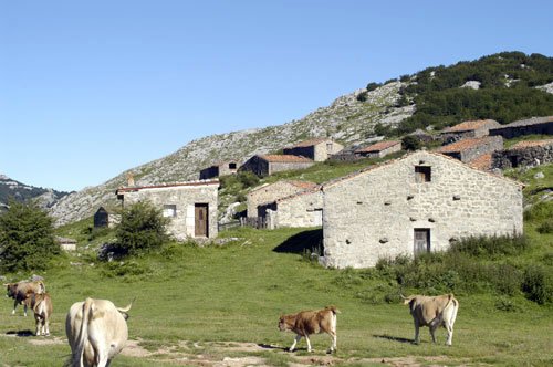 cabrales_dop's tweet photo. El ganado del que se obtiene la leche se alimenta en pastos de montaña #Cabrales #dop 
https://t.co/wLEK46FIcK https://t.co/IFZSbvB3W8