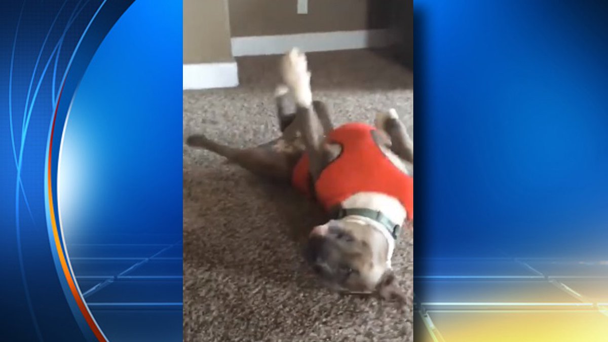WATCH:  Dog's epic cartwheel fail is the cutest thing ever bit.ly/1OmWmaf?utm_me… https://t.co/mqY6Gw9fu0