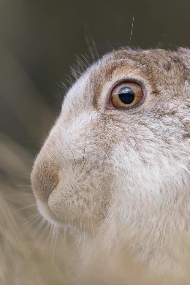 @BradtGuides #52wildlifeweekends 
Dark Peak, White Hare
Another successful day