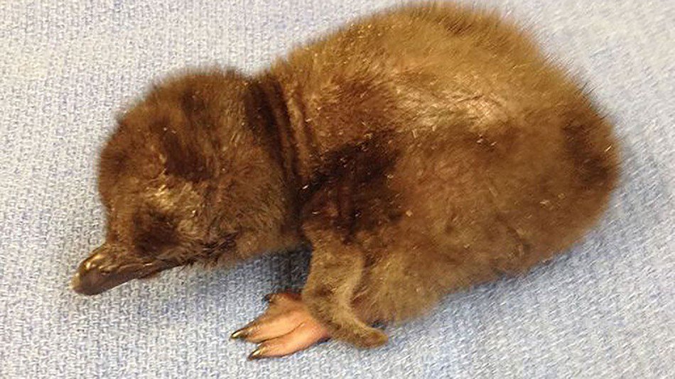 Cincinnati Zoo named its newest baby penguin Bowie: on.mash.to/1P4swGT