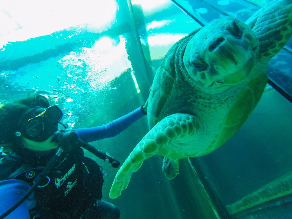 tanika_hoffman's tweet image. This guy 😻🐢 
#GoProSession