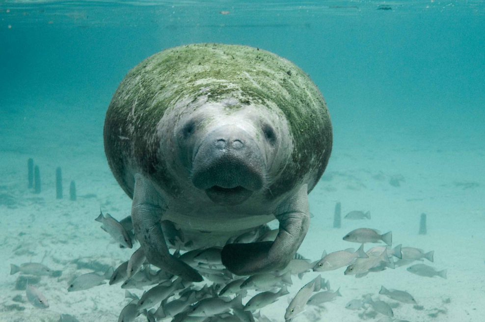 MissionBlue's tweet photo. Concerning...#Florida #manatees in line to lose ‘endangered’ species status. https://t.co/cHO6M1Aqc6 https://t.co/celYjyyQCM