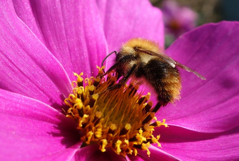 ReadingUrbPolls's tweet photo. Tried &amp; tested pollinator-friendly flowers for your allotment or vegetable patch https://t.co/of6iqwfIqN #bees https://t.co/XDWtYm34iD
