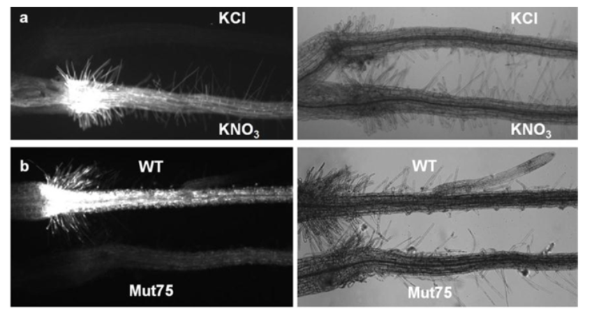 GabKrouk's tweet photo. NRG2 a new player in #nitrate signaling controlling #NRT1.1 and interacting with #NLP7
https://t.co/xT7aSETPgG https://t.co/YbTrCrnSTd
