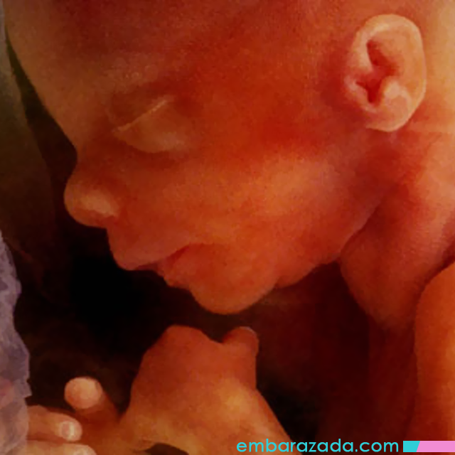 EmbarazadaCom's tweet photo. Es de mucha importancia: Estimulación prenatal temprana de 0 a 26 semanas | https://t.co/dfeD3ROyRk https://t.co/wuBeeTlasc