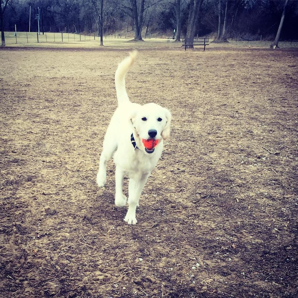 by bella_tails ..Mom took me to the dog park today 🐶🎀 #ilovefetch #happypuppy #labradoodlesofinstagram #puppiesofin…