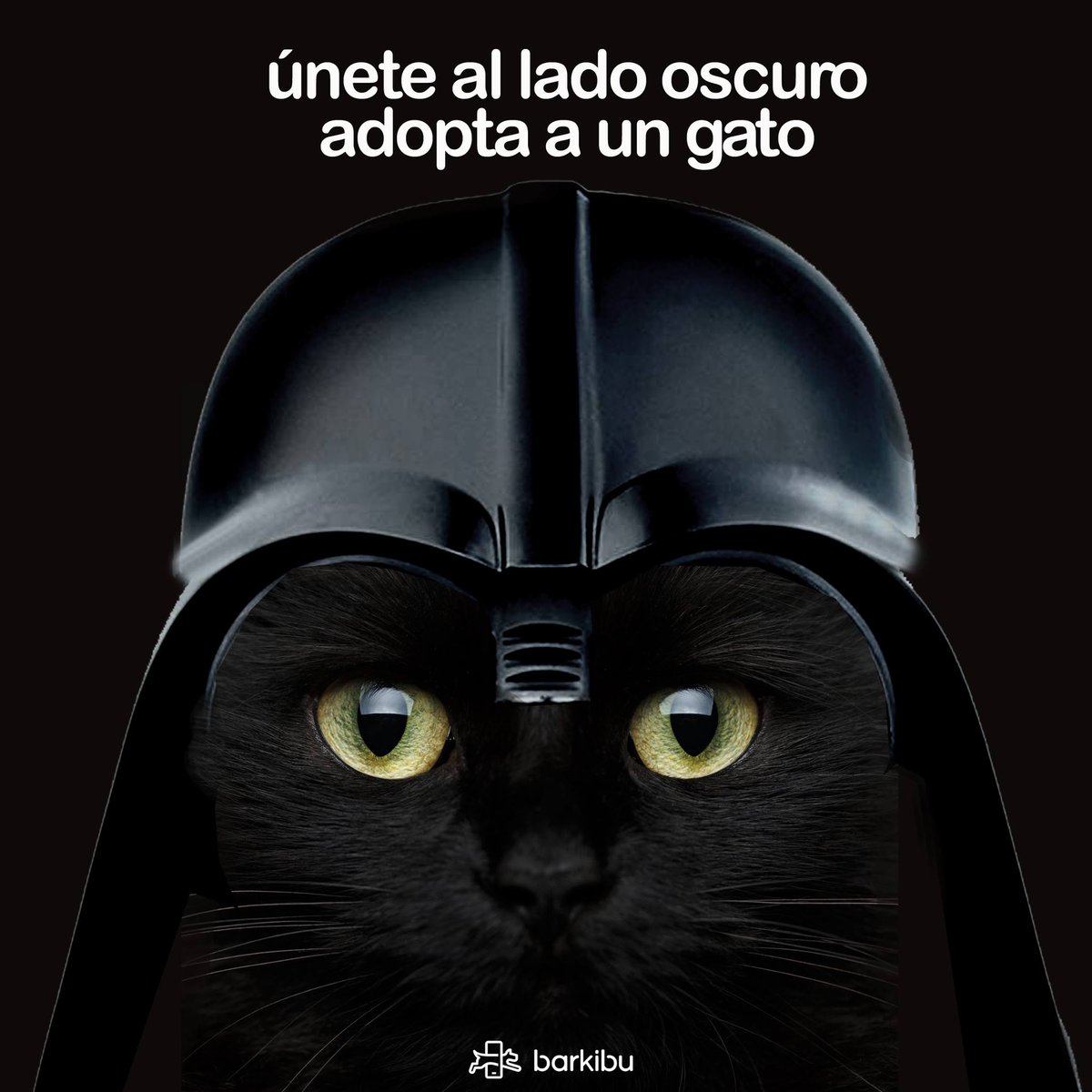MiauCafe's tweet photo. #YoSoloNecesito que te unas al lado oscuro, Adota un minino!
Haz el bien #AlEmpezarElAño ayuda @spacqroo #FelizLunes https://t.co/Rqp49DyJ7r