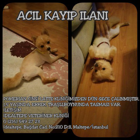 ByHnD's tweet photo. POMERANIAN IRKI LATTE DÜN GECE (10/01/2016) ÇALINDI ! İDEALTEPE VETERİNER KLİNİĞİ 0 (216) 549 27 23 https://t.co/eVIyG9PMjY