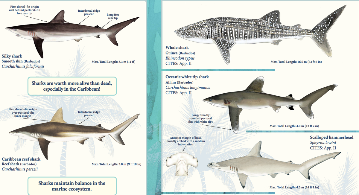 IslandsToday's tweet image. Vadorgarbos: RT FAOKnowledge: Curious to find out the most common #sharks &amp;amp; ray species in #Barbados waters? #UNFA…