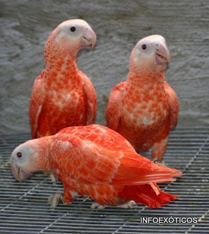 infoexoticos's tweet image. Plumas rojas en el yaco; posibles causas y significados.
Tenéis algún caso?
infoexoticos.com/inicio/las-plu…