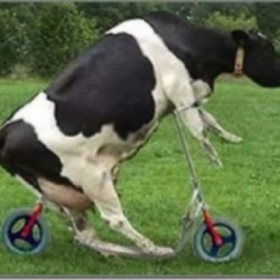 ColinTheC2CCow's tweet photo. @c2c_Rail I will be cycling in to work tomorrow, your service is worse than the laughing cows jokes! https://t.co/xYLgVJvfer
