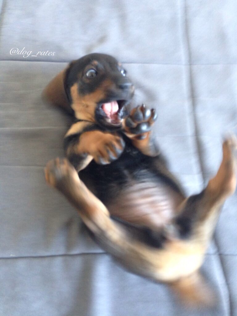 dog_rates's tweet photo. This is Olivia. She just saw an adult wearing crocs. 11/10 poor pupper. No one should witness such a thing https://t.co/yJVTi1DjJc