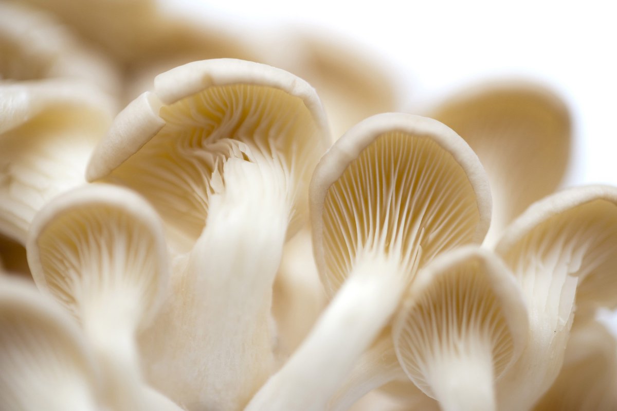 Mkulima_Bora's tweet photo. #YouOnlyMakeMeHappyWhen u make them some oyster mushroom soup. Get some for 250gms @ Ksh 150/= Call 0711676322 https://t.co/zWa9AXnlgP