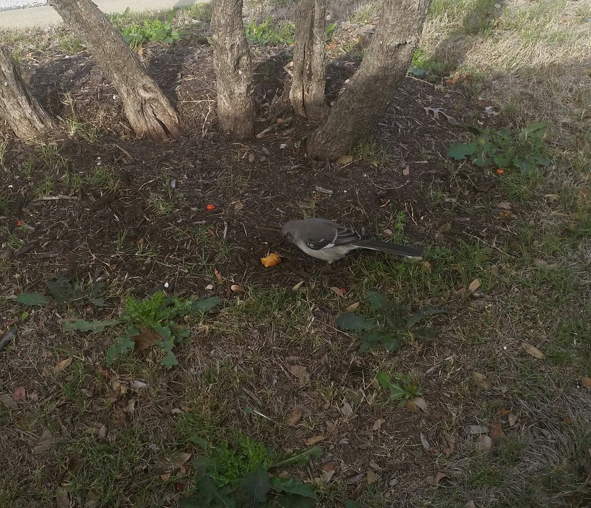 duncanwade1's tweet image. Met this little gent today. Gave him a hash brown for bravery. #AugustusMcBird #PalsForever