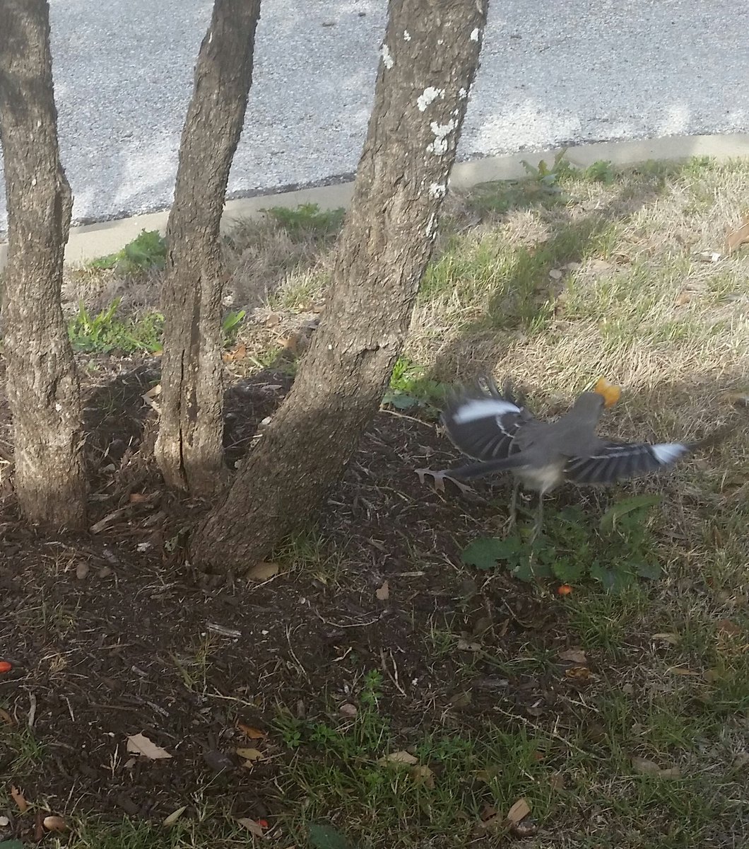 duncanwade1's tweet image. Met this little gent today. Gave him a hash brown for bravery. #AugustusMcBird #PalsForever