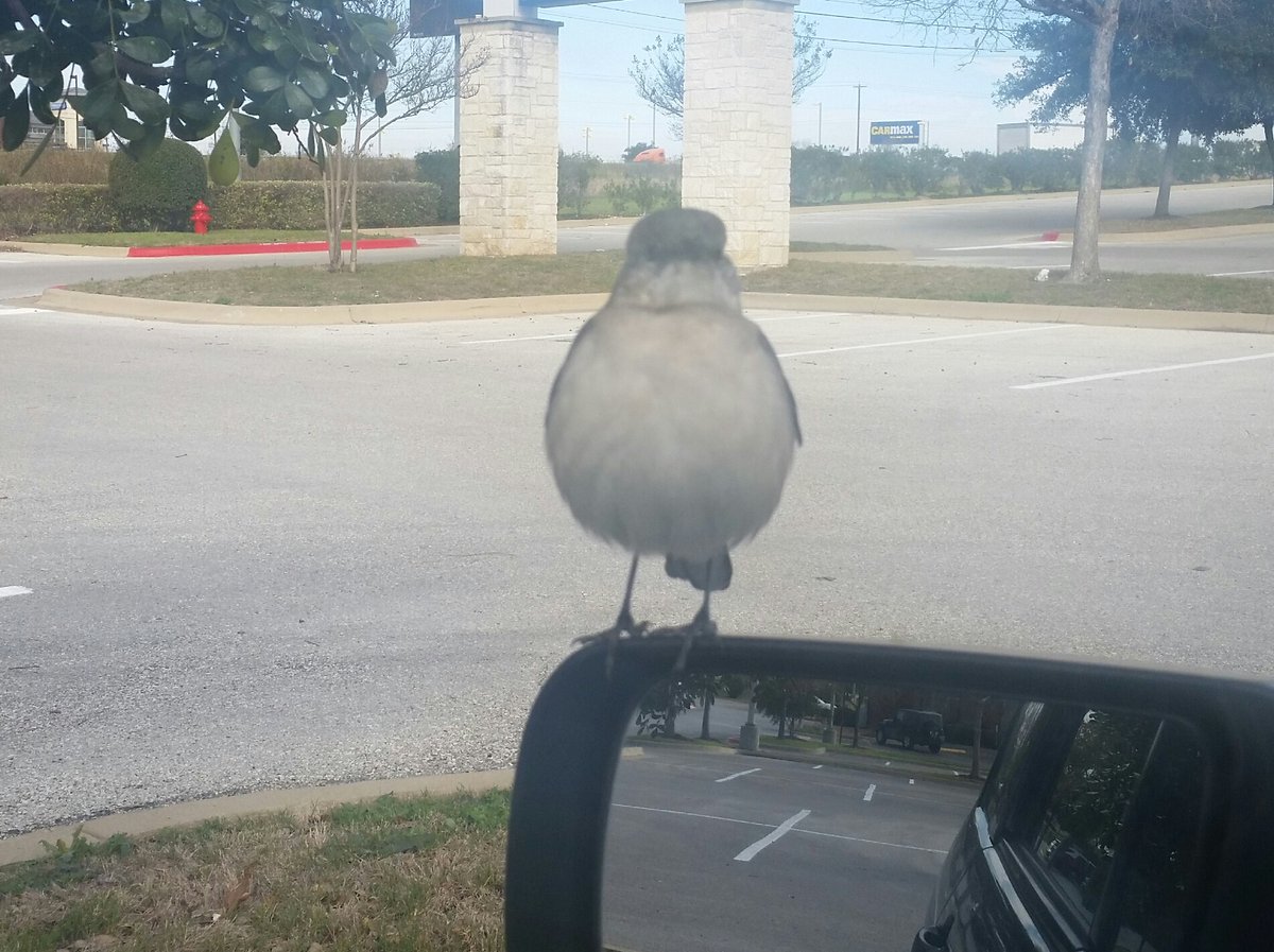 duncanwade1's tweet image. Met this little gent today. Gave him a hash brown for bravery. #AugustusMcBird #PalsForever