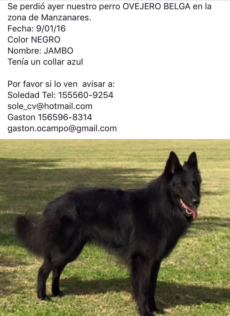 Se perdió el perro de un amigo! Ayuden a difundir por favor 🙏🙏🙏🙏 gracias!!!