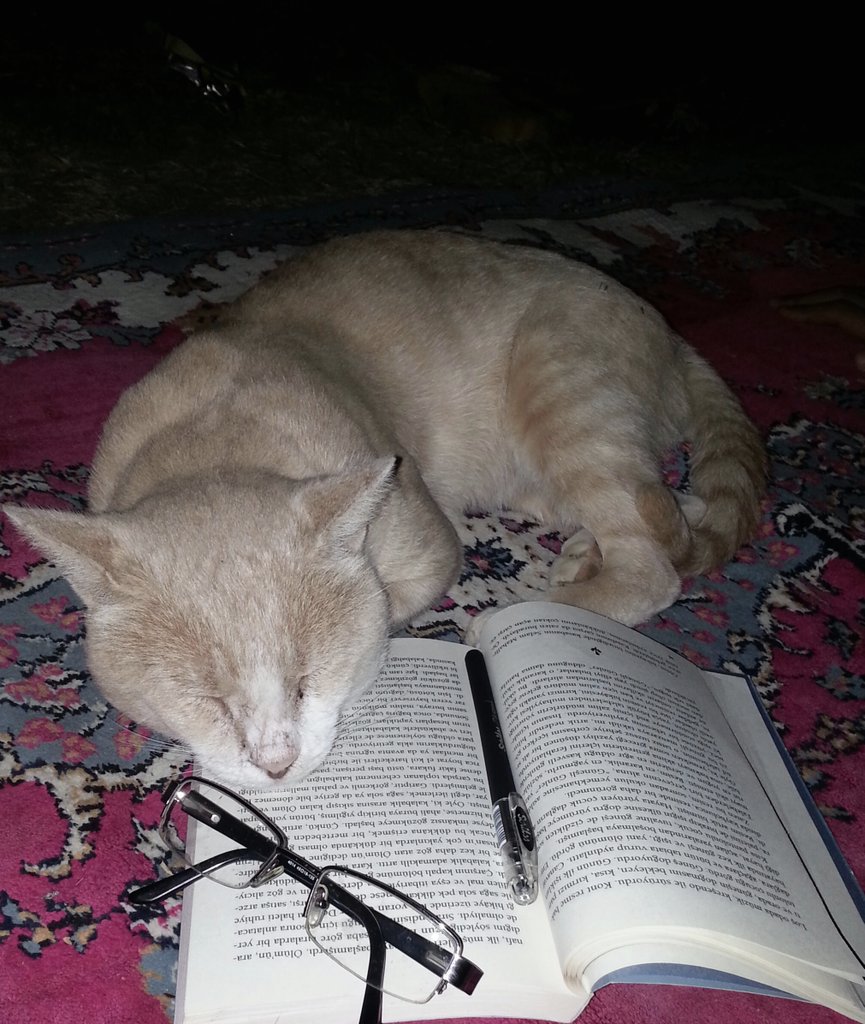 kemmiya's tweet photo. Yazdan kalma köy anıları...etrafımdaki kediler bile okumak zorunda 😊 https://t.co/TPfbQ05wlb