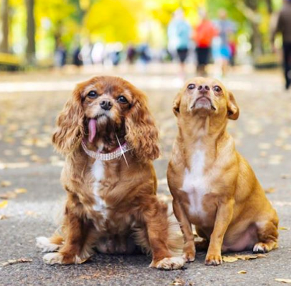 Thisdogslifeco's tweet image. The (dog) wedding of the century is happening this Weds. thisdogslife.co/the-dog-weddin… cc:@toastmeetstweet @friendsofFINN