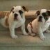 BrianSMcGowan's tweet photo. Any speaker ( @robjbryant13 ) who includes a bulldog photo is good by me (and my family)! #UACME #meded https://t.co/VkmCz8XAIt