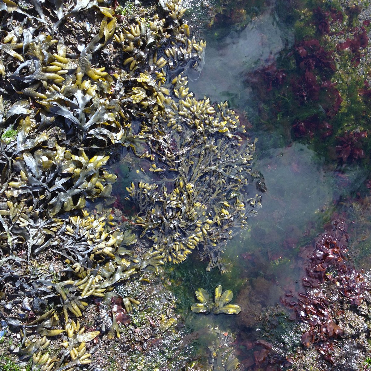 Learn about foraging for mussels in #Iceland via <a href="/Gourmand/">The Gourmand</a> bit.ly/1lLNJPp