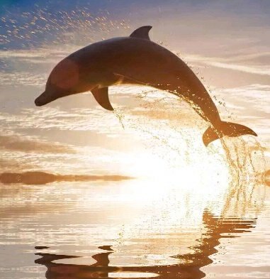 usjen_51's tweet photo. @veralrf91 💓🍂💧💧💧🐬☁☁☁ https://t.co/ZPrfcqEAEo