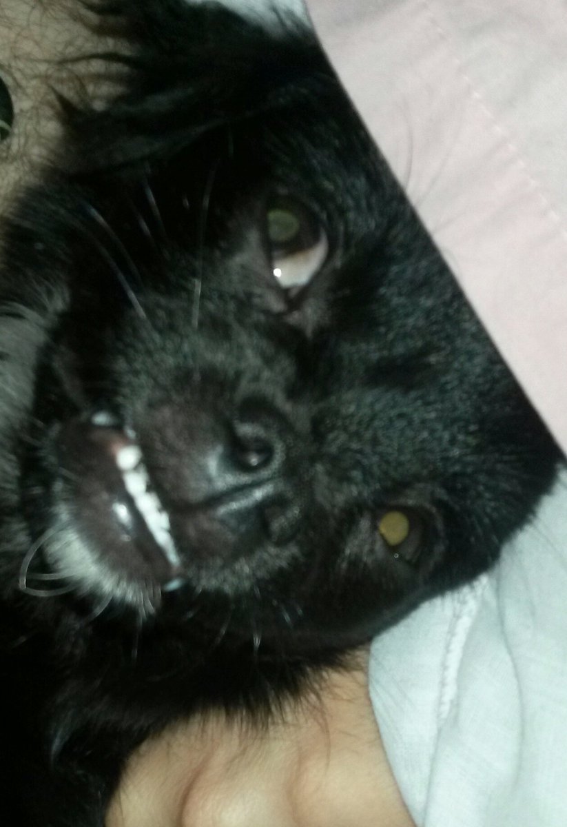 eeePudd's tweet image. Does your dog smile too?♡