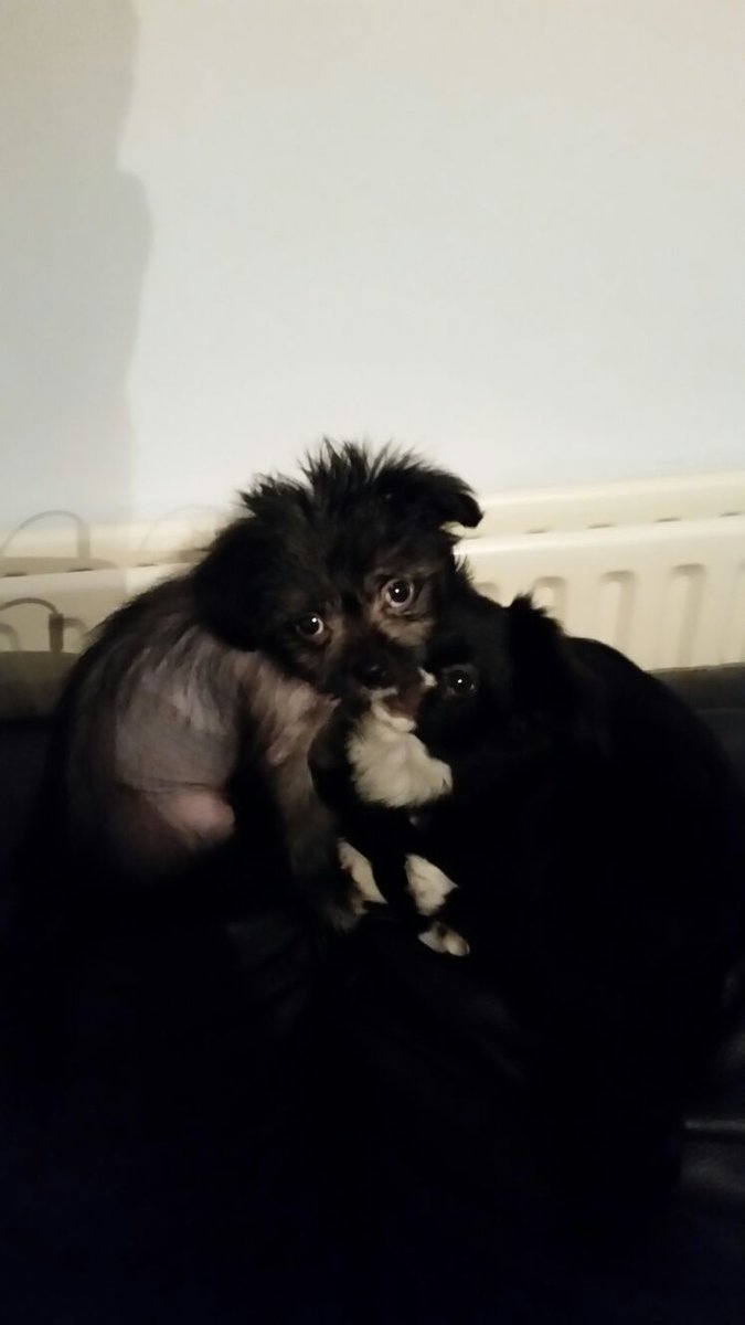 eeePudd's tweet image. For just £3 a month, you can sponser this poor 2 headed dog... seriously though, how cute?!♡