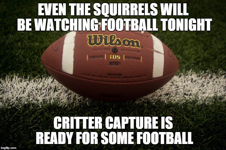critter_capture's tweet photo. Is there a football game today?  #NationalChampionship #MondayMotivation https://t.co/TNcvAKYdRD