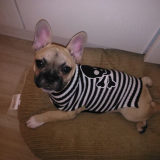 Frenchie_Cute's tweet photo. Arghhhhhh #pirate #frenchbulldog #thefrenchiepost #mrrunkle #riversidefrenchies #batpigs https://t.co/Fq1gZUSddr https://t.co/CWSqscJhpk