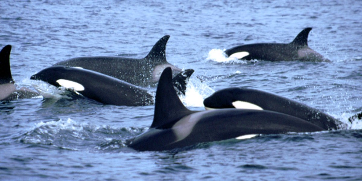 ><a href="/SimonCotter62/">Simon Cotter</a> What you saw is the Northern Isles Pod, who annually migrate from Iceland to Shetlands to hunt seals