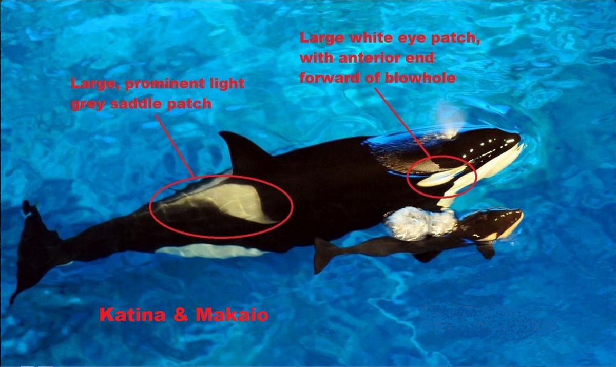 > <a href="/SimonCotter62/">Simon Cotter</a> The two pods are unrelated. Orcas of the Northern Isles pod belong to North Atlantic Type 1 ecotype