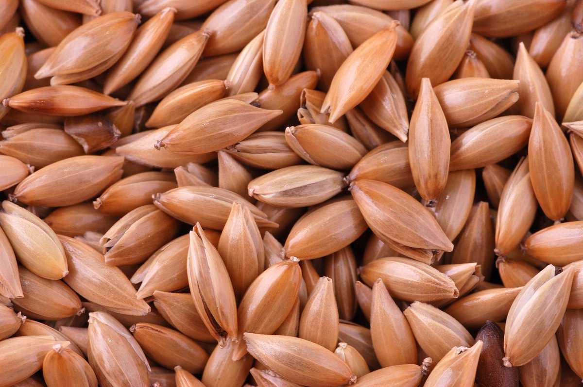 This seed is no longer just for the birds ...it could turn up in gluten-free products too bloom.bg/1W0I5F1