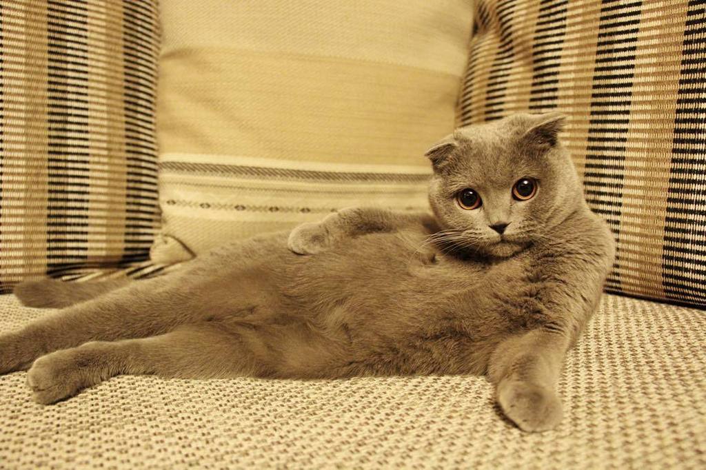 😉😉😉 #cat #cats #catsagram #catstagram #kitten #kitty #kittens #pet #pets #animal #animals … ift.tt/1IZo5Rt
