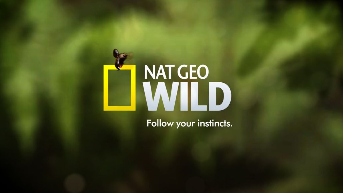 Канал дикий прямой эфир. Телеканал National Geographic Wild. Телеканал нат Гео вайлд.
