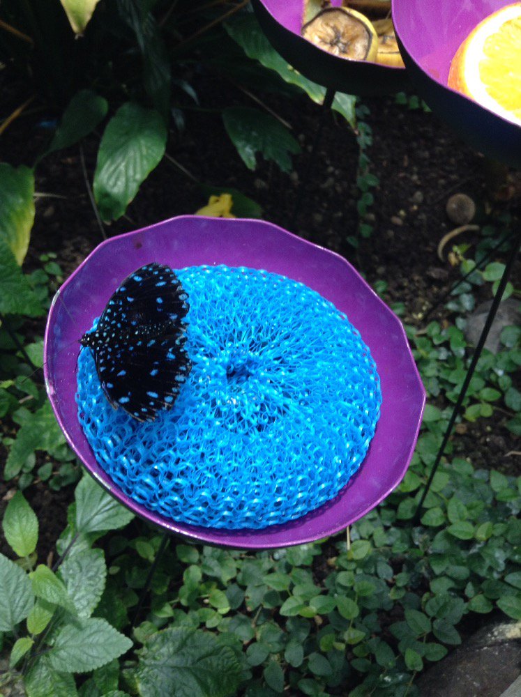 MAblson's tweet image. I love butterflies